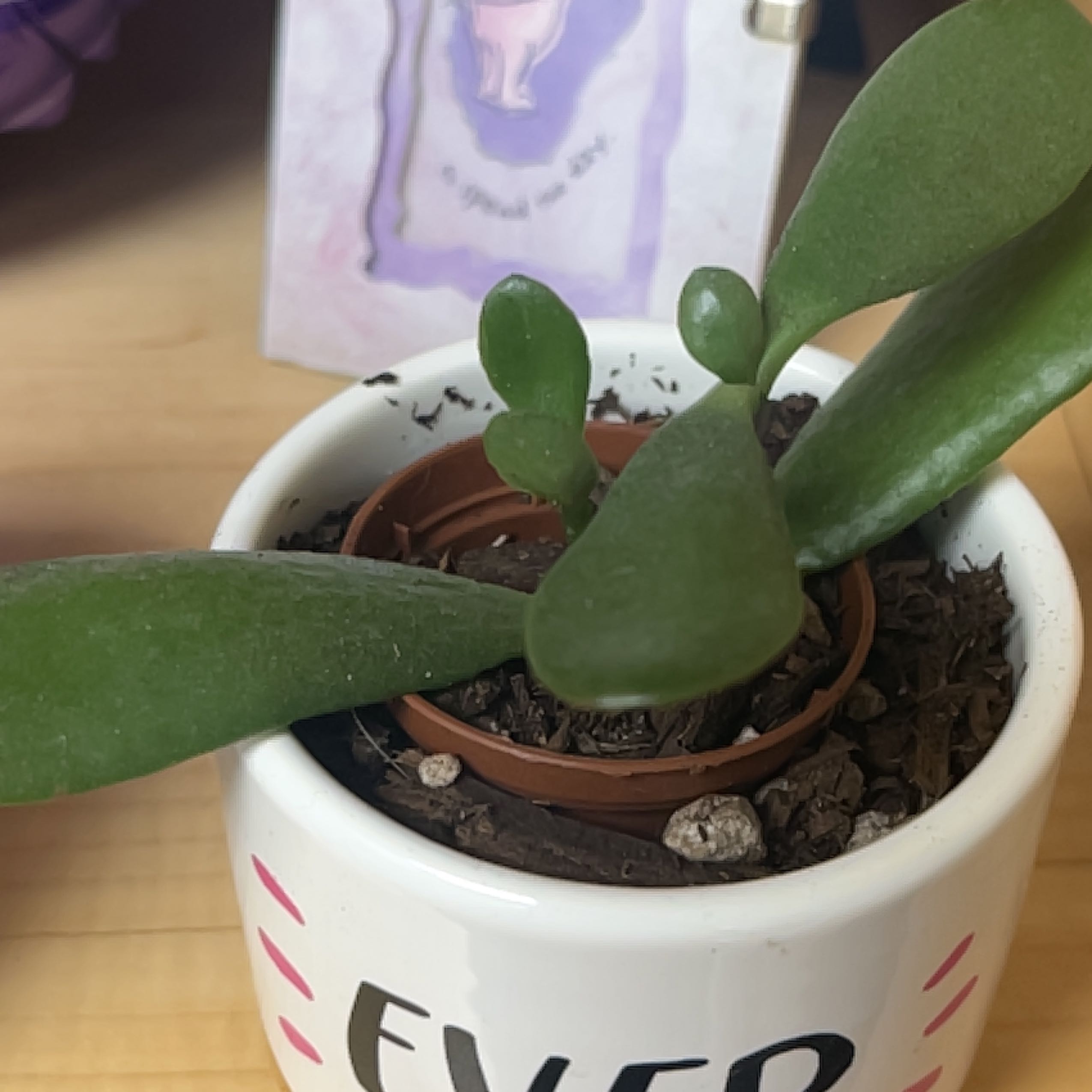 Photo of the plant species Crassula clavata by @ThrivingBacchus named Lebron on Greg, the plant care app