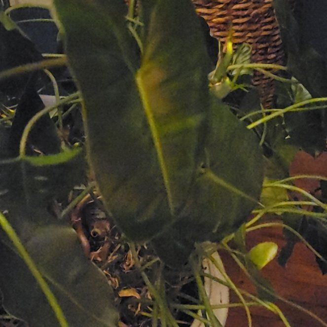 Photo of the plant species Spadeleaf Philodendron by @PerkySalad named Mando on Greg, the plant care app