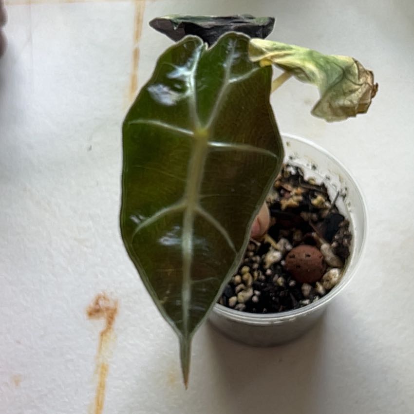 Photo of the plant species Pink polly ghost by @MoonliteandMoss named Polly G on Greg, the plant care app