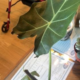 Photo of the plant species Elephant Ear 'Mayan Mask' by @MoonliteandMoss named Peter Parker on Greg, the plant care app