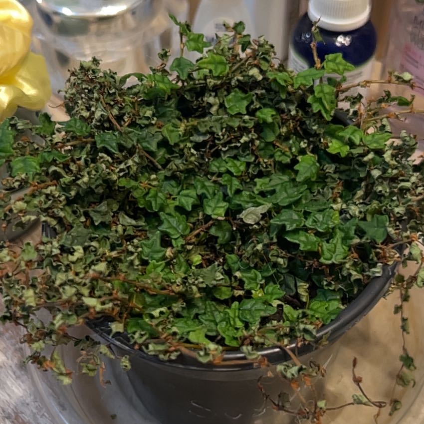 string of frogs plant care