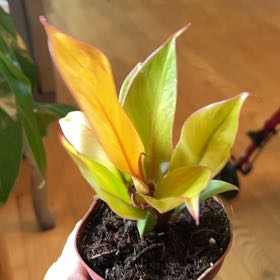 Photo of the plant species Philodendron tangerine by @MoonliteandMoss named Harry on Greg, the plant care app