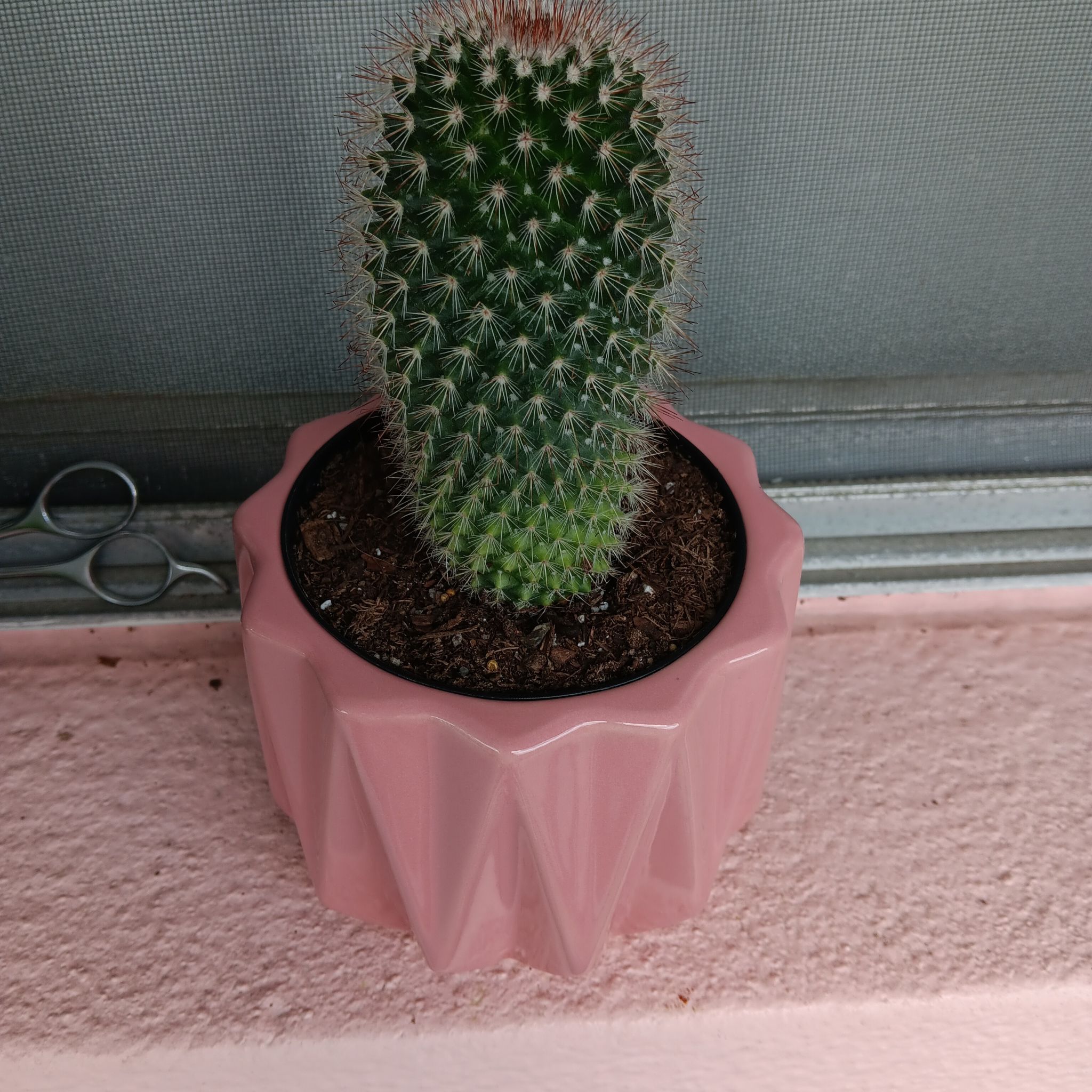 Photo of the plant species Birthday Cake Cactus by @PlantLovva named Pinchy on Greg, the plant care app