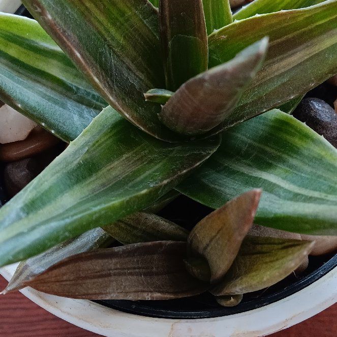 Photo of the plant species Variegated Aloe Nobilis by @PlantLovva named Sherlock on Greg, the plant care app