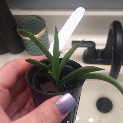 Photo of the plant species Sweet Pink by @HappyTofu named Spotty spice on Greg, the plant care app