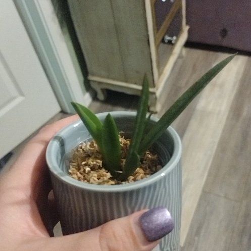 Photo of the plant species Tolumnia Jairak Flyer 'Ladybug' by @HappyTofu named Lady bug on Greg, the plant care app