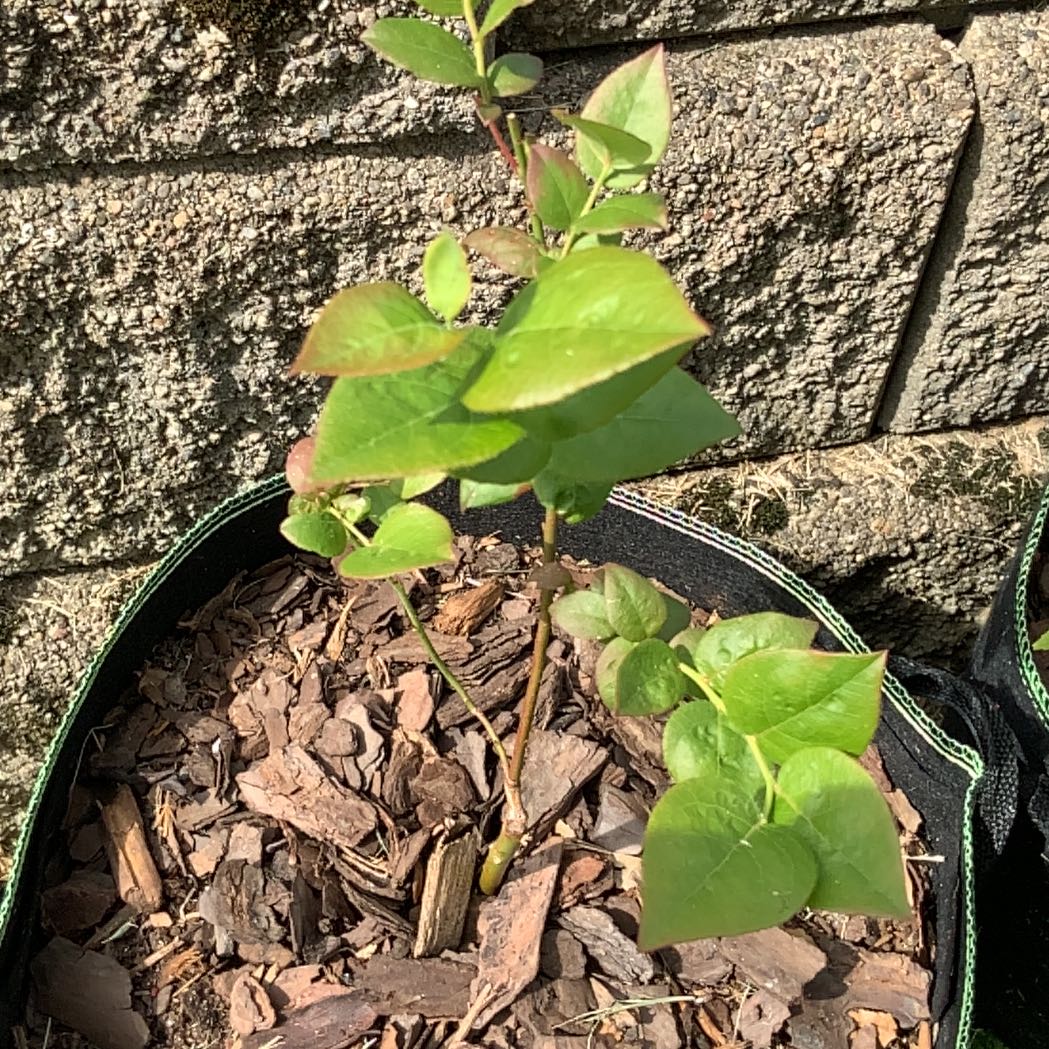 Photo of the plant species Blueberry Goldtraube by @IconPatchouli named Elina on Greg, the plant care app