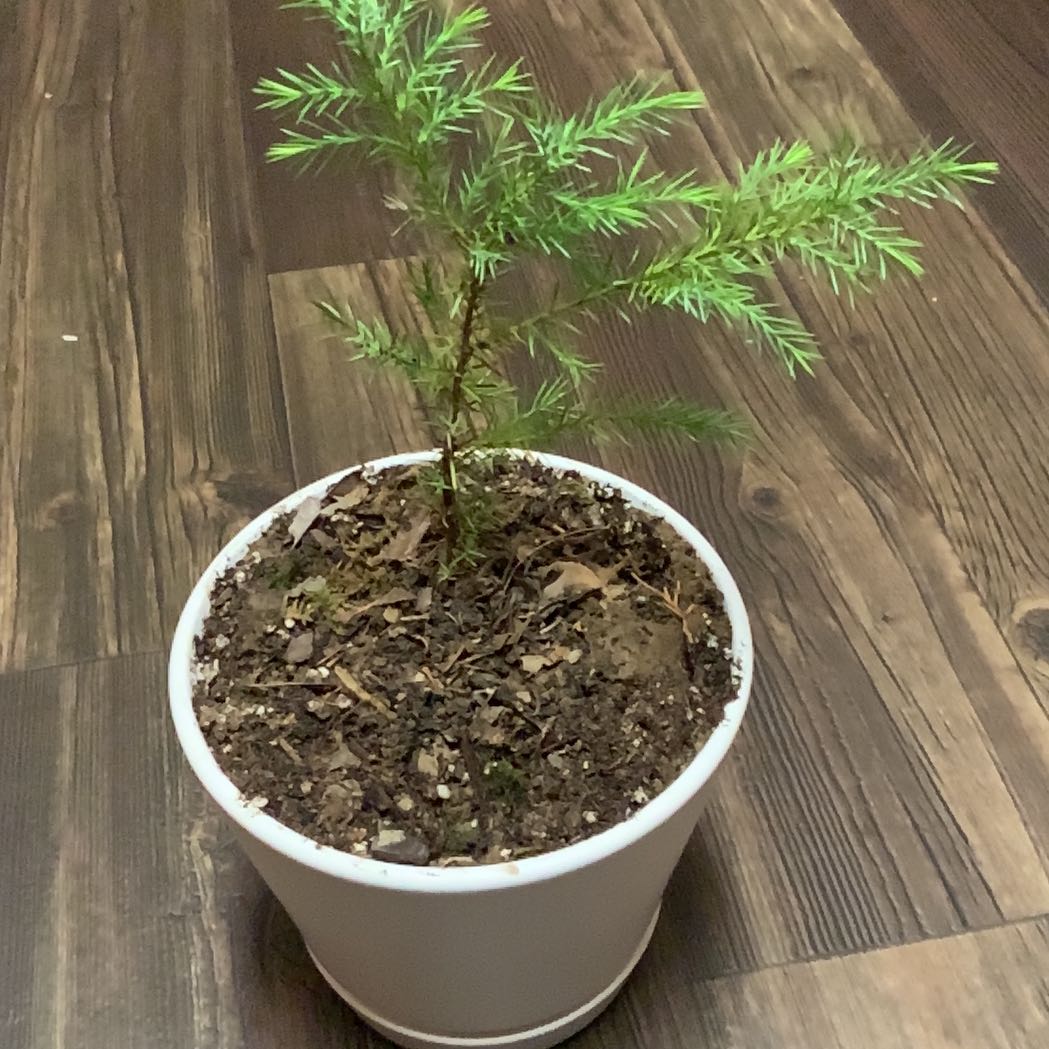 Young Blue Spruce plant in a white pot with visible soil on a wooden floor.