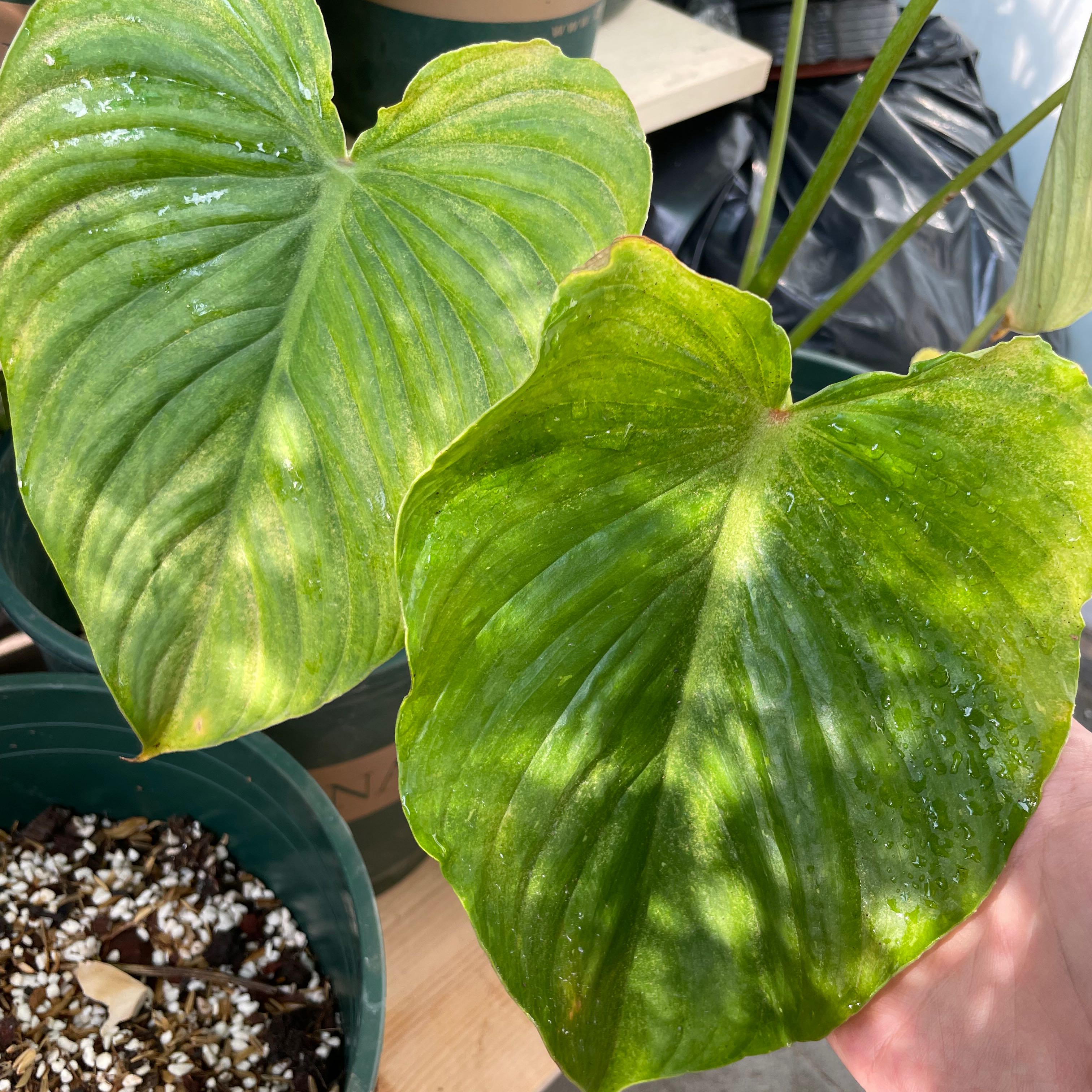 Gomez philodendron