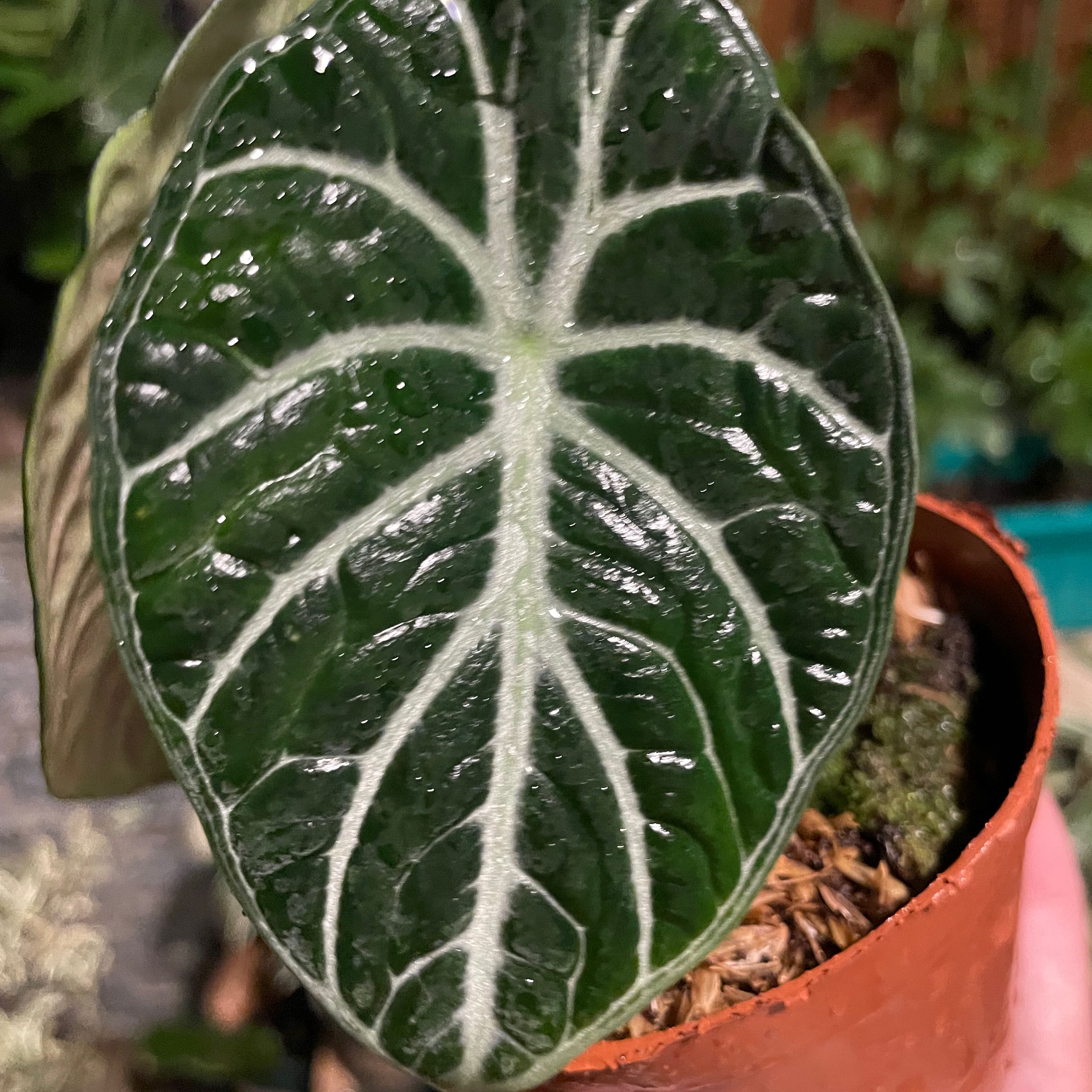 Close-up of an Alocasia Ninja plant leaf with prominent white veins and healthy green color.