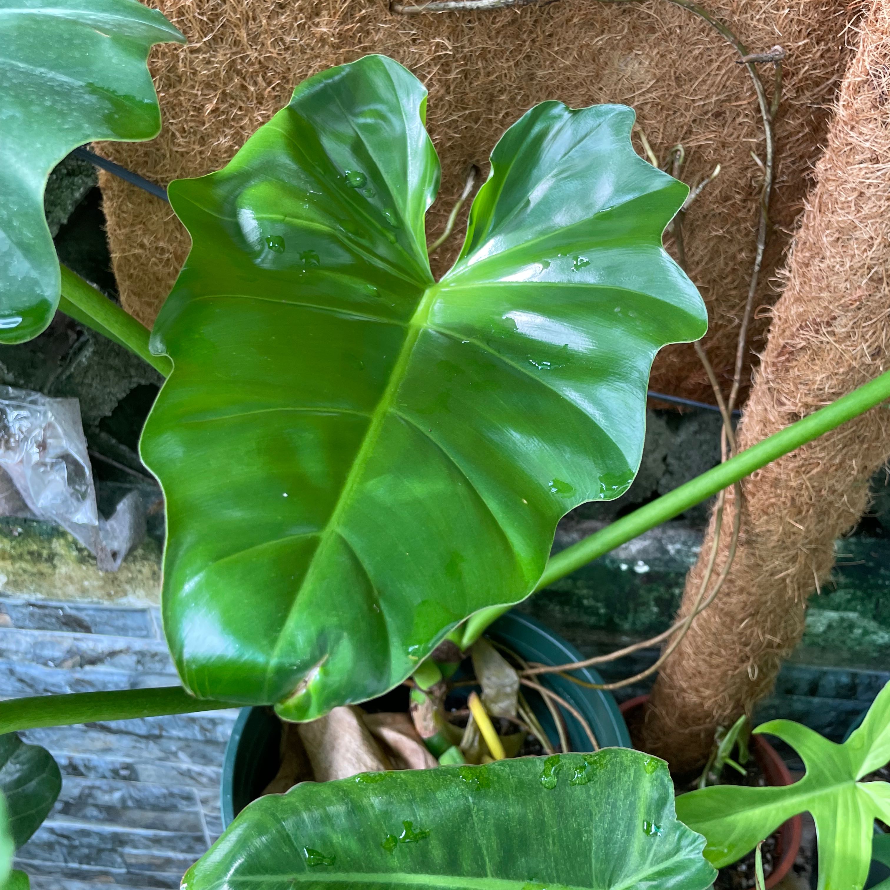 Photo of the plant species Philodendron subincisum by @Consocmap named Stella on Greg, the plant care app