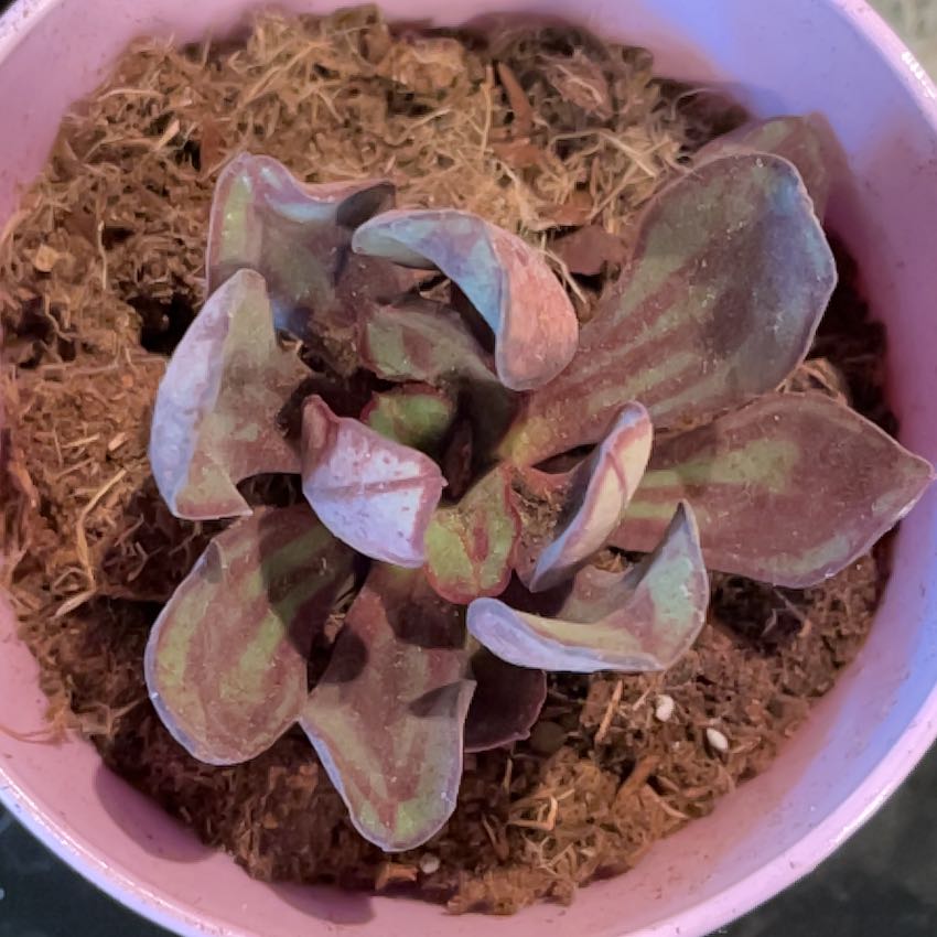 Photo of the plant species Echeveria 'Vampire Red ball' by @ZanyWaxflower named Lola on Greg, the plant care app