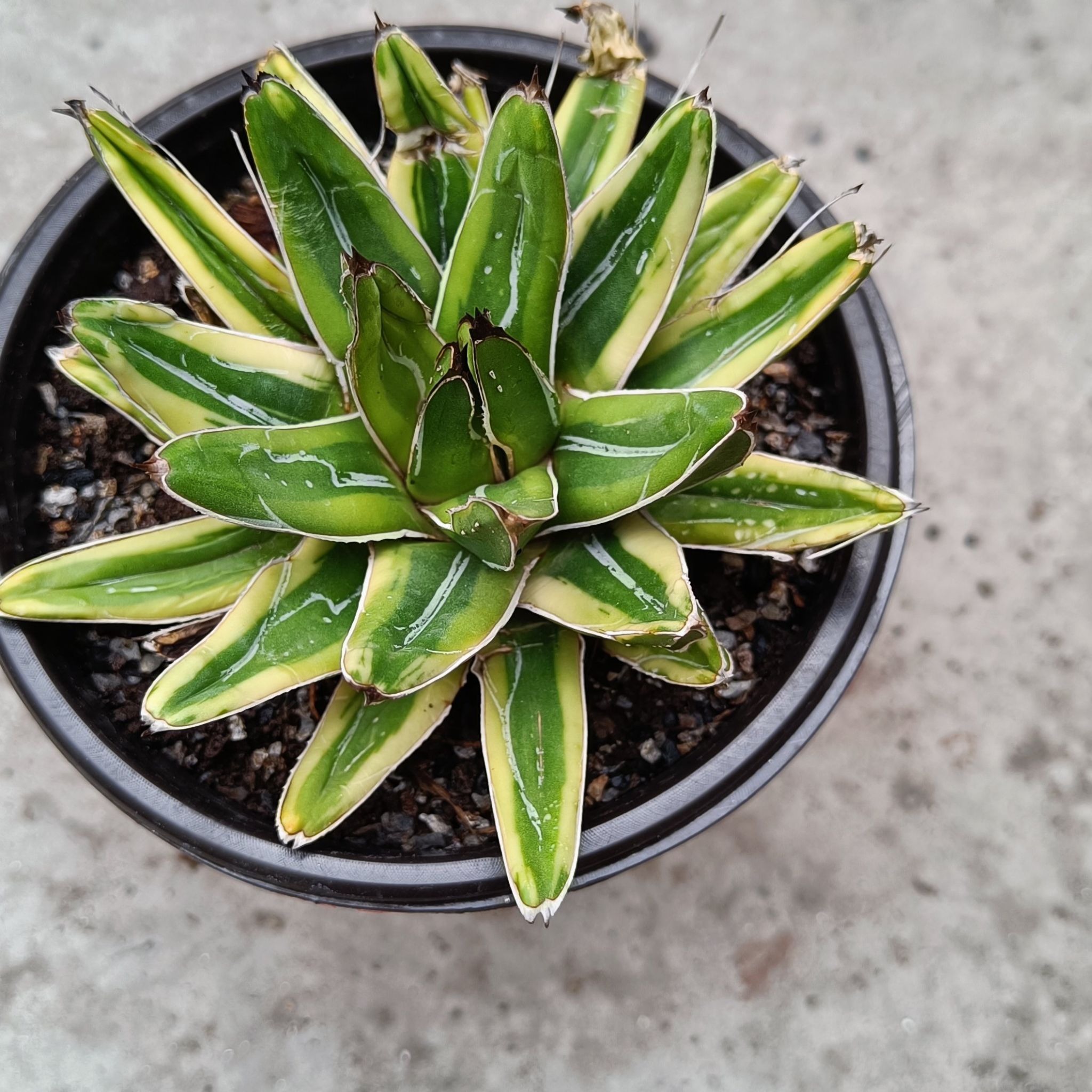 Queen Victoria Agave plant in a pot with vibrant green leaves and white margins.