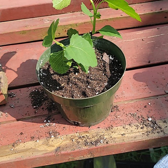 Photo of the plant species Figs by @GreenGardenChef named Captain Plant-it on Greg, the plant care app