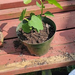Figs plant