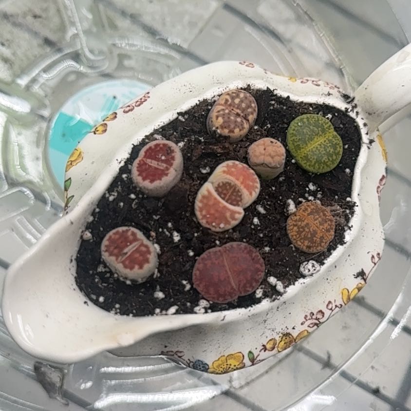 Photo of the plant species Living Stones by @Rbsulli named Daniel on Greg, the plant care app