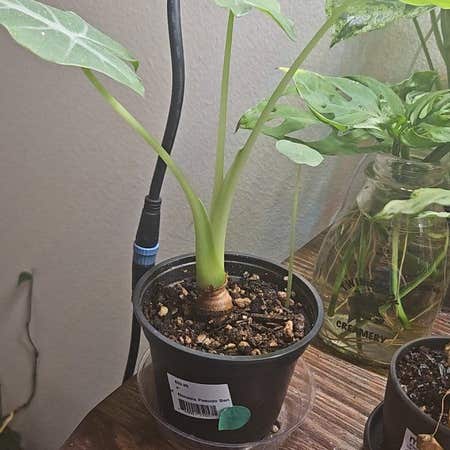 Photo of the plant species Alocasia by @RousingTropical named Demi on Greg, the plant care app