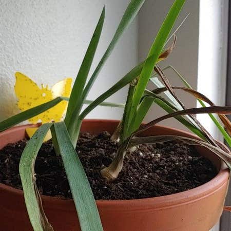 Photo of the plant species Fringed Iris by @GallantMaylily named Mariah on Greg, the plant care app