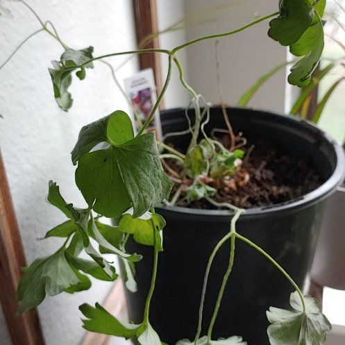 Photo of the plant species Columbine by @GallantMaylily named Columbine on Greg, the plant care app