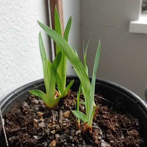 Photo of the plant species Dwarf Iris by @GallantMaylily named Shirley on Greg, the plant care app