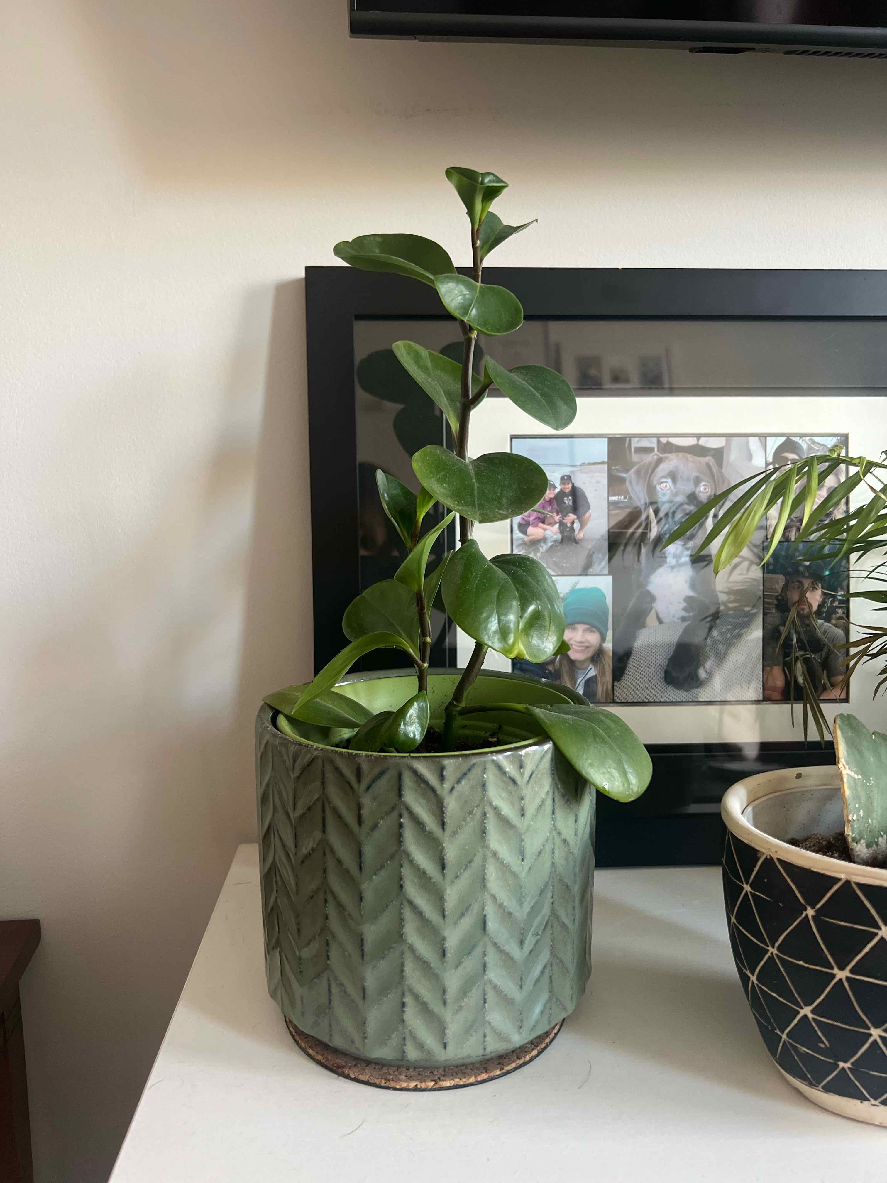 Photo of the plant species Peperomia Thailand by @Che11yMo named Rhys on Greg, the plant care app