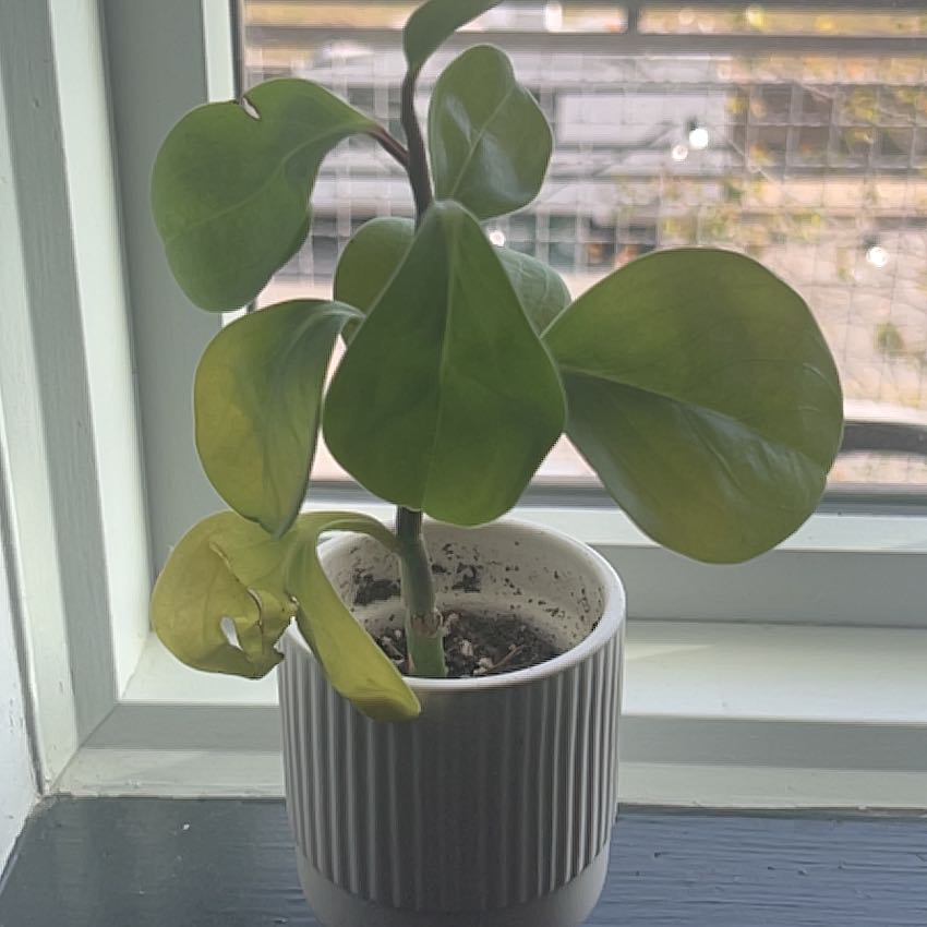 Peperomia Thailand plant in a white pot with some yellowing leaves near a window.