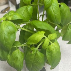 Sweet Basil plant