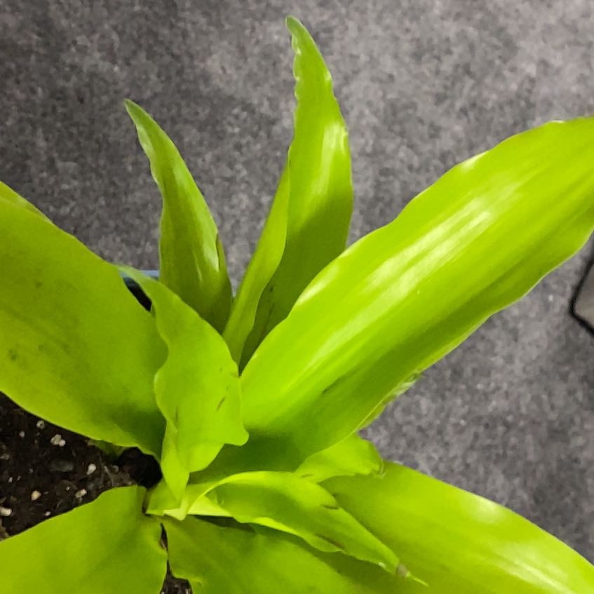 Dracaena Limelight plant with vibrant green leaves and partially visible soil.