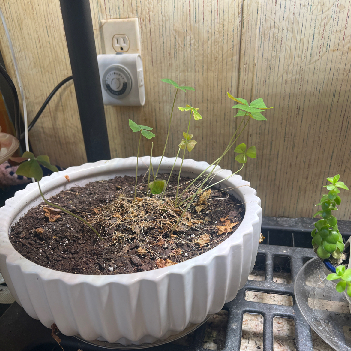Potted Broadleaf Woodsorrel with yellowing leaves and visible soil.