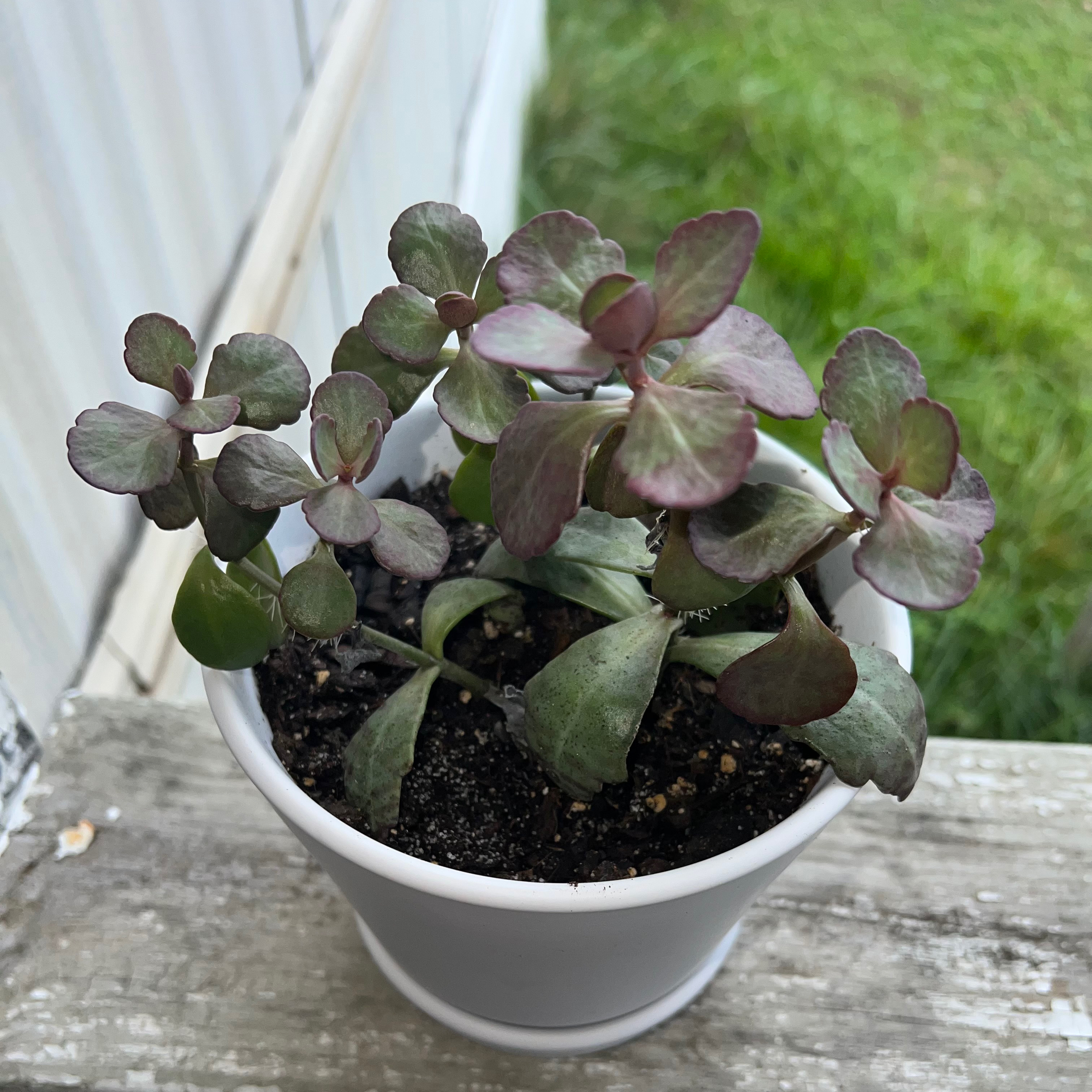 Penwiper Plant in a white pot with green leaves and purple edges.