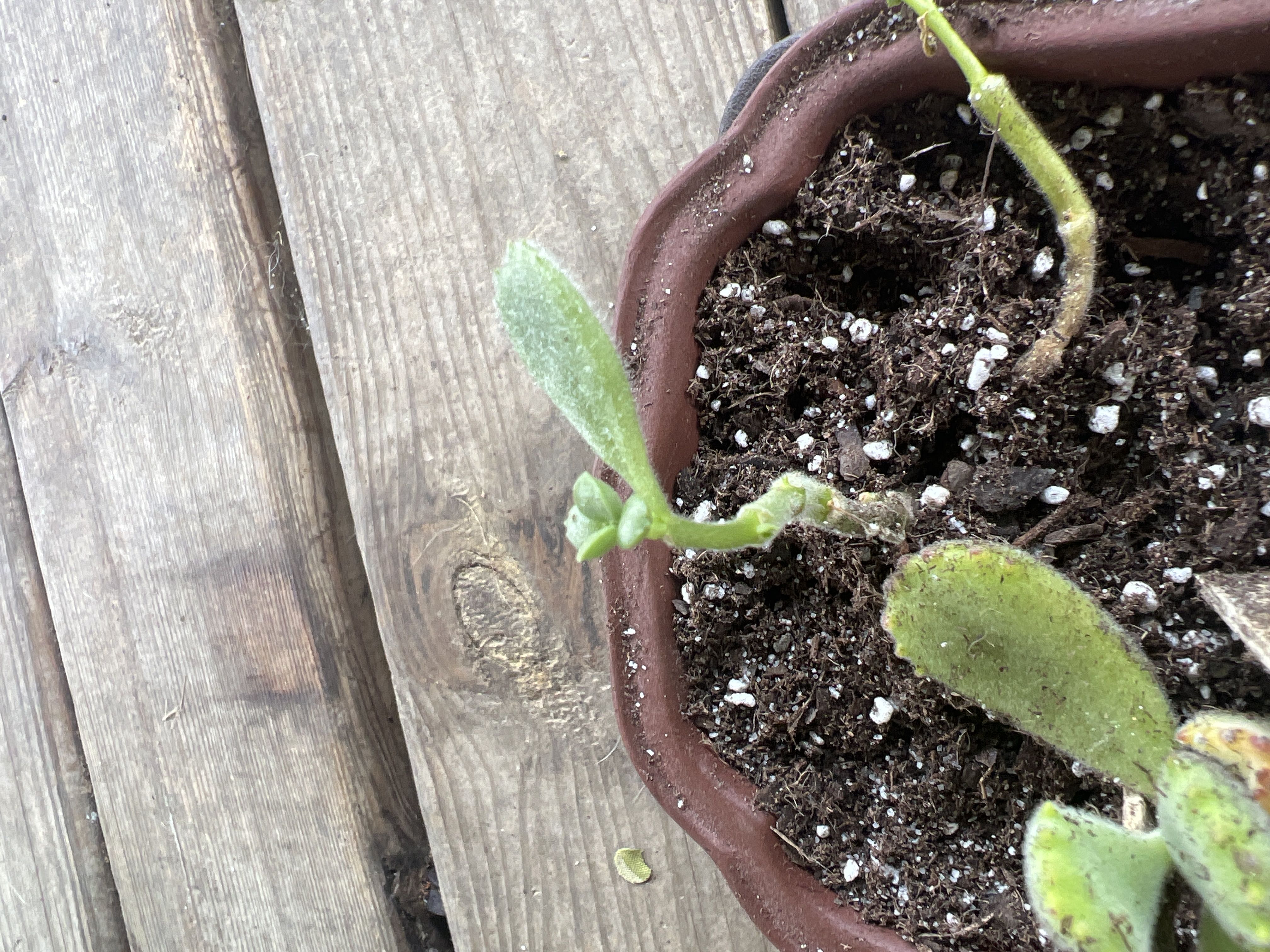 Keep Your Cotyledon &lsquo;Silver Crown&rsquo; Alive: Light, Water & Care Instructions