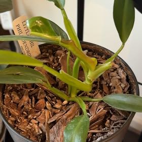 Photo of the plant species Philodendron 'Little Phil' by @RegalHappyplant named Daphne on Greg, the plant care app