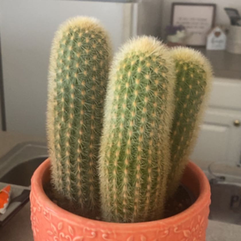 Photo of the plant species Cleistocactus icosagonus by @KnowingDidelta named Plato on Greg, the plant care app