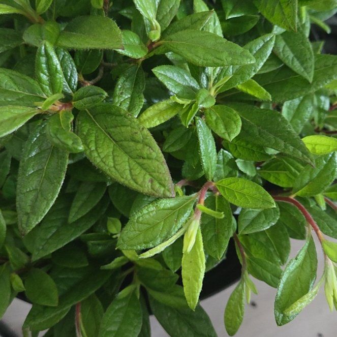Photo of the plant species Callicarpa 'Autumn Amethyst' by @ChivalrousWorm named Michelle Branch on Greg, the plant care app