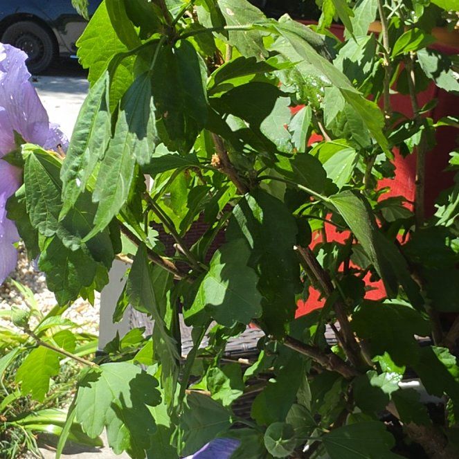 Photo of the plant species Korean Hibiscus by @ChivalrousWorm named Austen on Greg, the plant care app