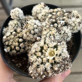 Photo of the plant species Arizona Snowcap Cactus by @DoyennePepino named Navajo on Greg, the plant care app