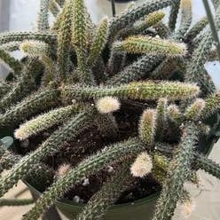 Rat Tail Cactus plant