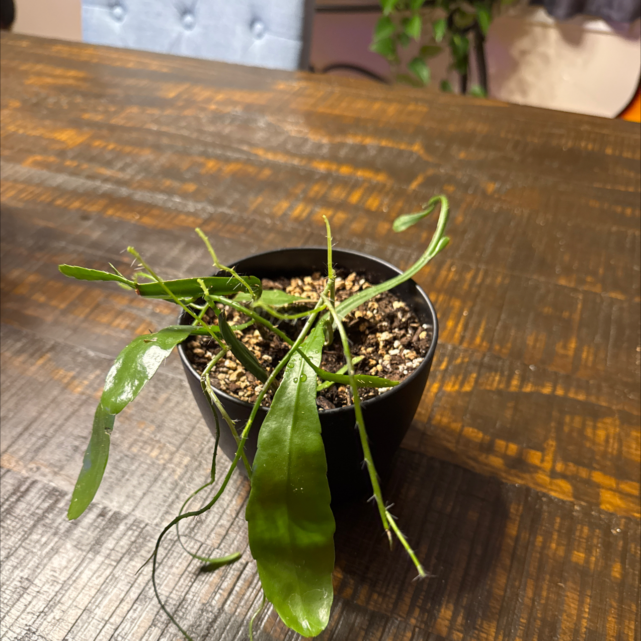 Photo of the plant species night-blooming cereus by @SunflowerRose named Aria on Greg, the plant care app