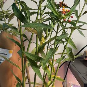 Photo of the plant species Scarlet Milkweed by @FullTigerlily named Apollo on Greg, the plant care app
