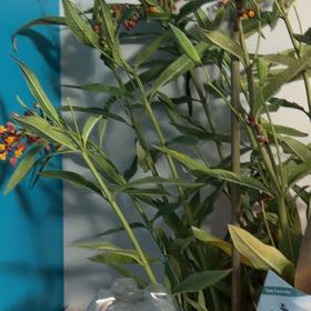 Photo of the plant species Scarlet Milkweed by @FullTigerlily named Ronaldo on Greg, the plant care app
