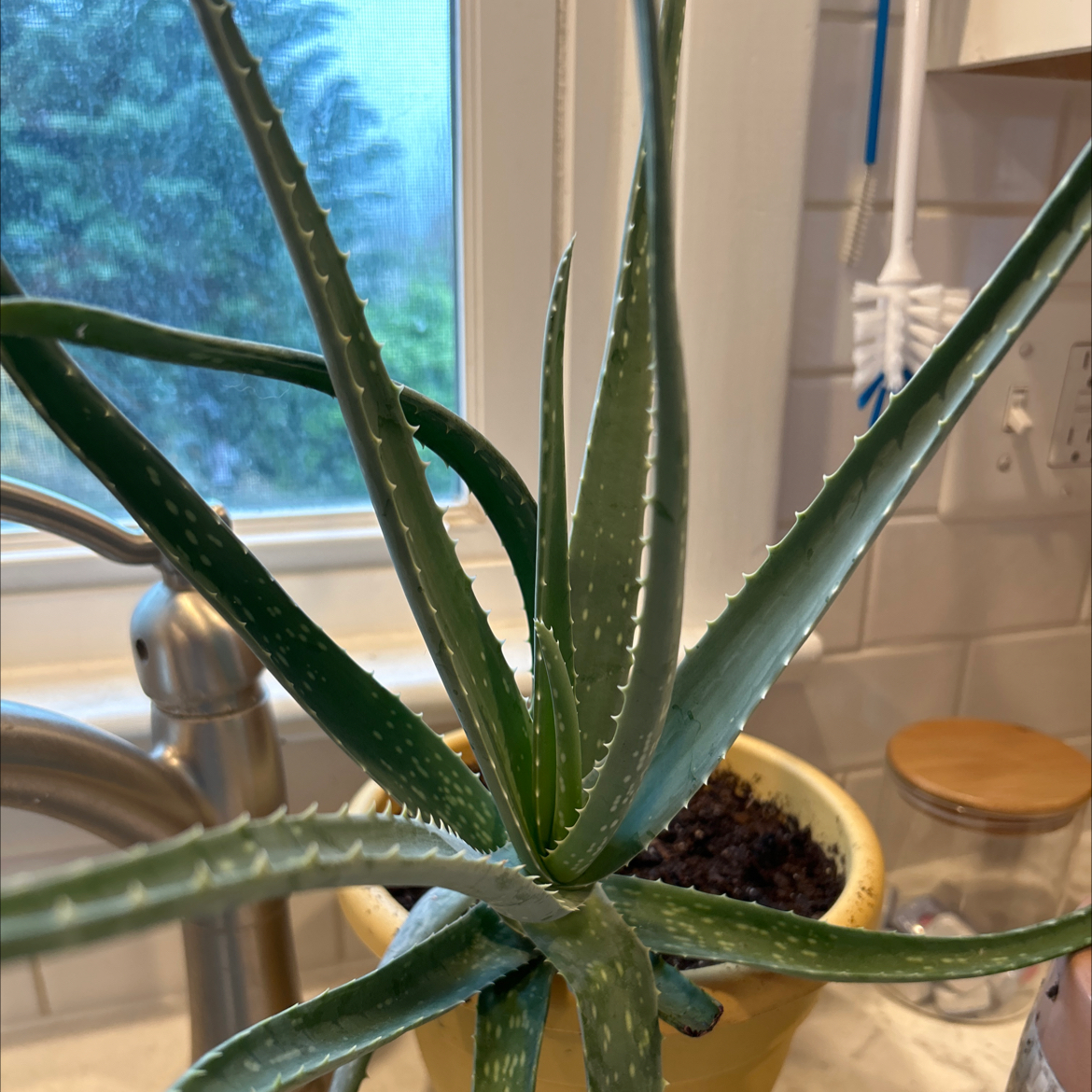 Aloe vera plant photo by @chaoticgardener named Lola on Greg, the plant care app.