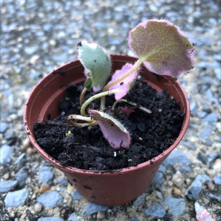 Small potted Strawberry Begonia plant with green and pink hairy leaves.
