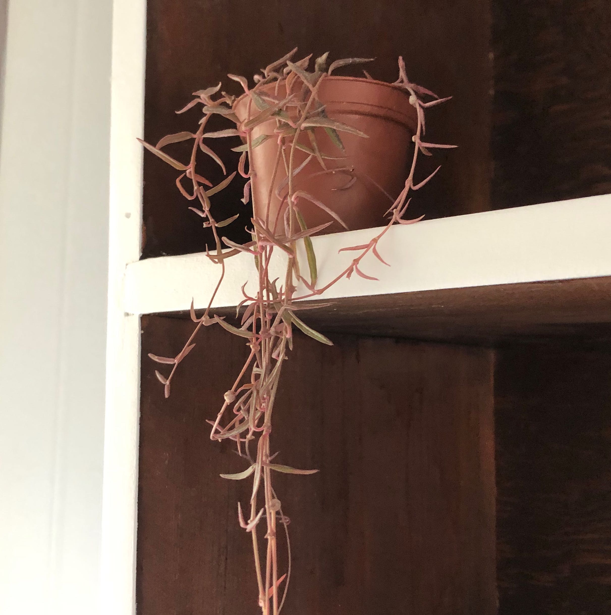 Photo of the plant species String of Needles by @chaoticgardener named Spike on Greg, the plant care app