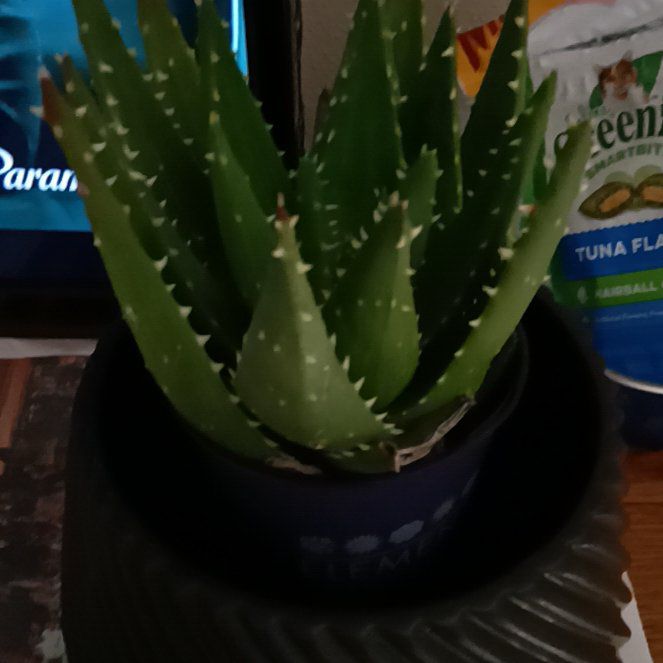 Photo of the plant species Aloe 'T-Rex' by @FancierMountain named Dax on Greg, the plant care app