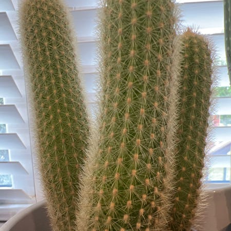 Photo of the plant species Cleistocactus icosagonus by @GodlyCassava named Elle on Greg, the plant care app