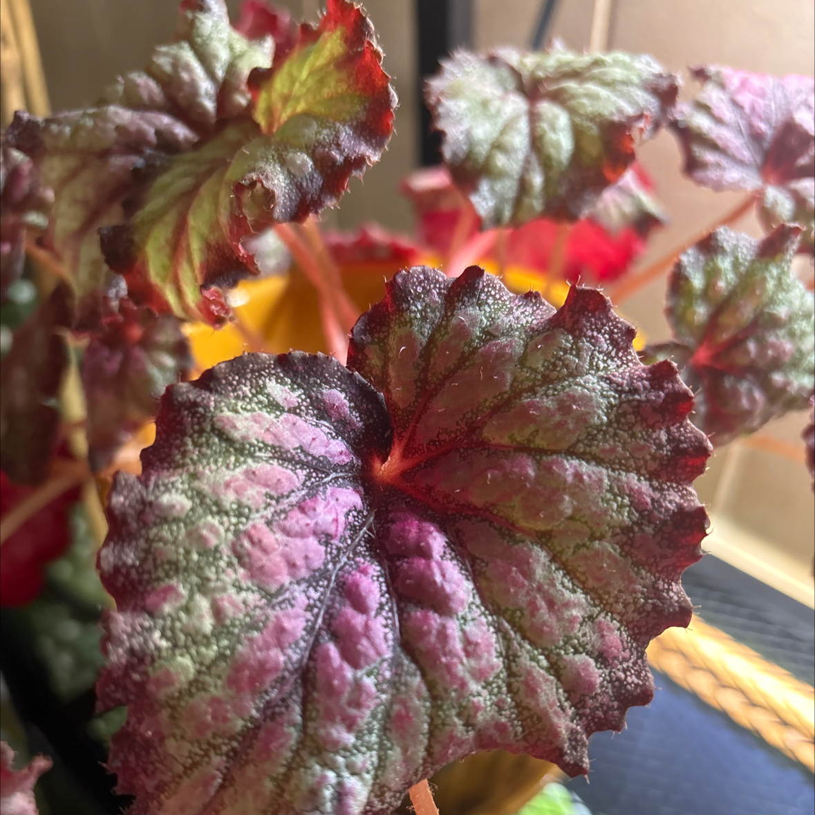 Photo of the plant species begonia stained glass by @PlantMimi named Rexi on Greg, the plant care app