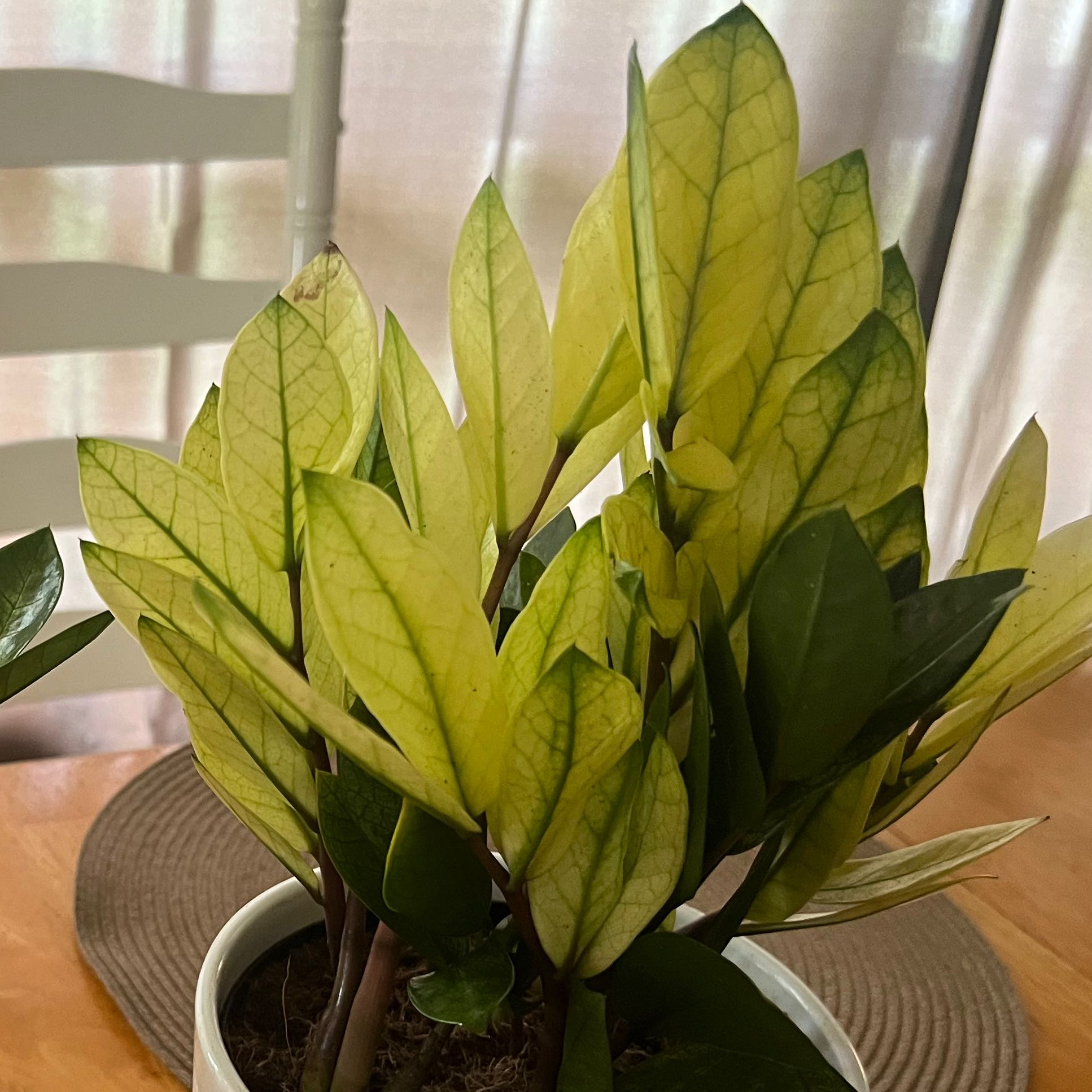 Chameleon ZZ Plant with yellowing and browning leaves in a pot on a table.