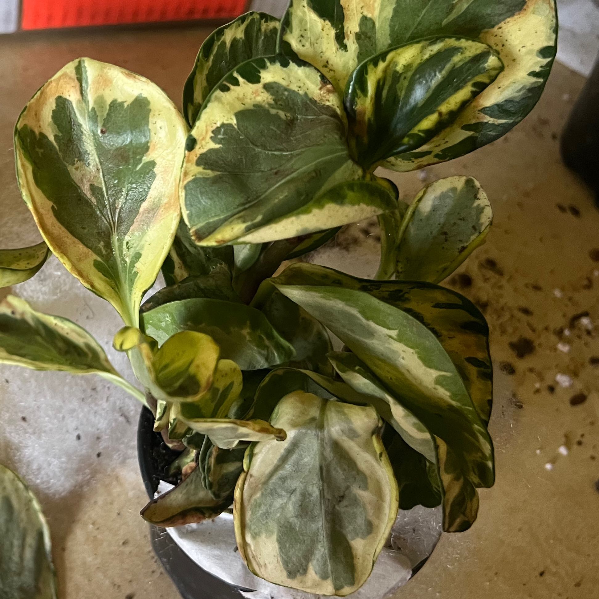 Marble Peperomia plant with variegated leaves, some yellowing and browning visible.