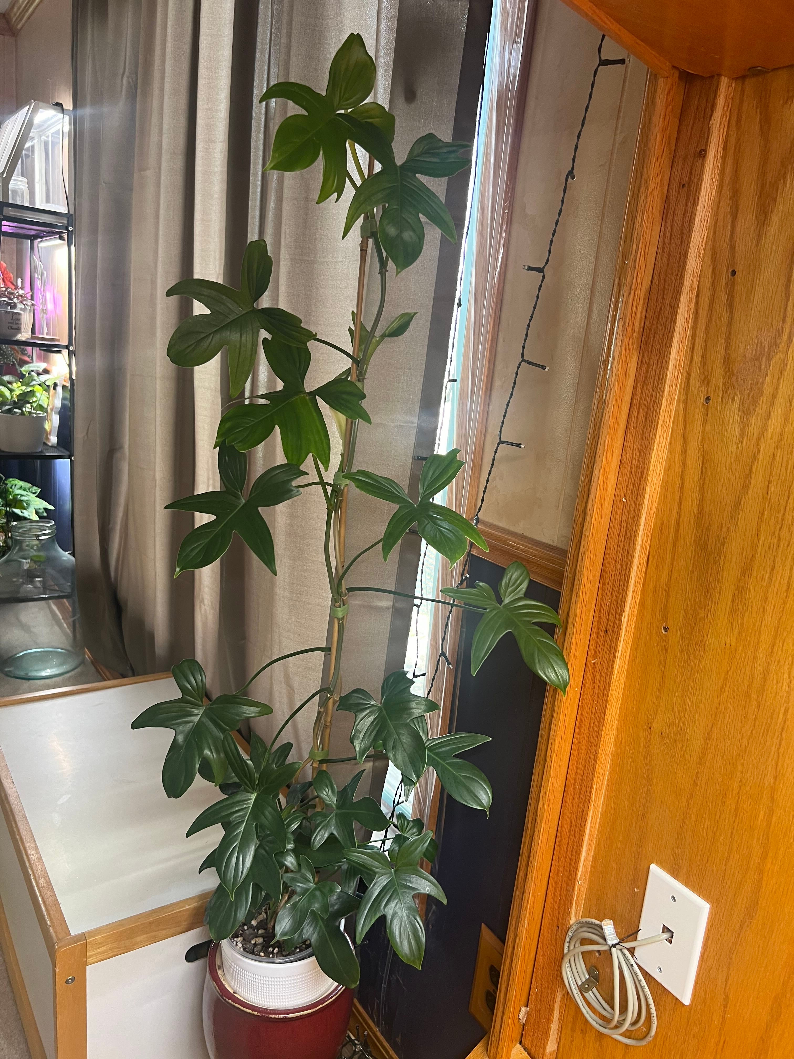 How to Fix Brown Spots on Your Oak Leaf Philodendron 🐞