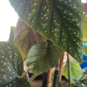 Photo of the plant species Begonia 'Lucerna' by @PlantMimi named Dolores on Greg, the plant care app
